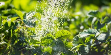 ¿Es bueno o malo regar las plantas con agua de la canilla?