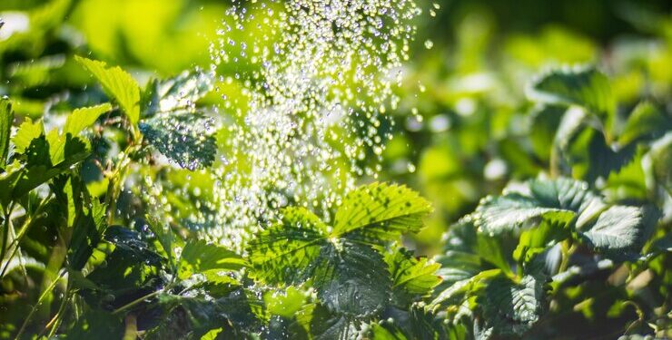 ¿Es bueno o malo regar las plantas con agua de la canilla?