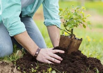 Compromiso con el futuro: Plantarán un millón de árboles para reducir la huella de carbono