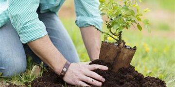 Compromiso con el futuro: Plantarán un millón de árboles para reducir la huella de carbono