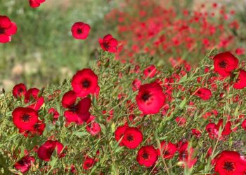 Lino Rojo (Linum grandiflorum): la flor ideal para sembrar en otoño