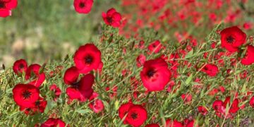 Lino Rojo (Linum grandiflorum): la flor ideal para sembrar en otoño