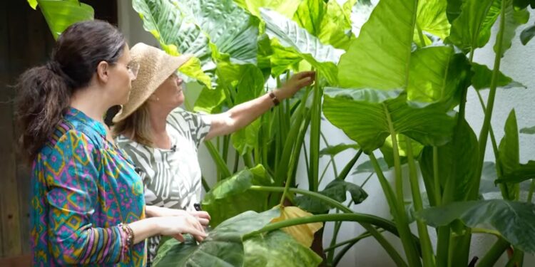 En video: cómo cuidar la Alocasia, la planta ideal para armar un rincón tropical en el jardín