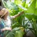 En video: cómo cuidar la Alocasia, la planta ideal para armar un rincón tropical en el jardín