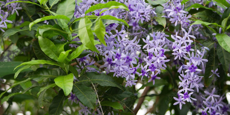 Petrea volubilis: la enredadera con flores violetas que no puede faltar en tu jardín