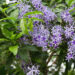 Petrea volubilis: la enredadera con flores violetas que no puede faltar en tu jardín
