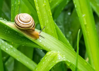 No fallan: 5 trucos para eliminar caracoles y babosas de tu jardín