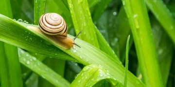 No fallan: 5 trucos para eliminar caracoles y babosas de tu jardín