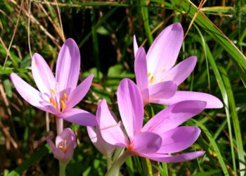 Narciso de otoño (Colchicum autumnale): la bulbosa más delicada que florece en esta época