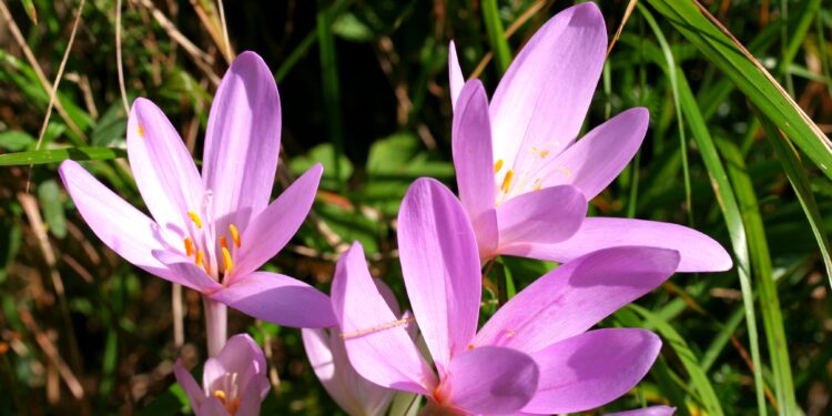 Narciso de otoño (Colchicum autumnale): la bulbosa más delicada que florece en esta época