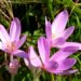 Narciso de otoño (Colchicum autumnale): la bulbosa más delicada que florece en esta época