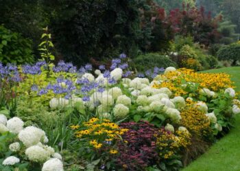 8 flores para ponerle color a tu jardín en invierno