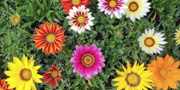 Gazania: la colorida planta que abre sus flores durante el día (y las cierra durante la noche)