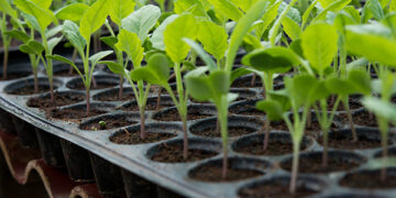 10 errores comunes que tenés que evitar al sembrar en semilleros