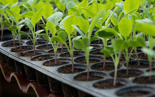 10 errores comunes que tenés que evitar al sembrar en semilleros