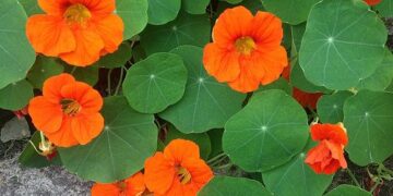 Taco de reina (Tropaeolum majus): la flor comestible y fácil de cuidar que previene resfríos y es ideal para tener en la huerta