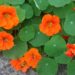 Taco de reina (Tropaeolum majus): la flor comestible y fácil de cuidar que previene resfríos y es ideal para tener en la huerta