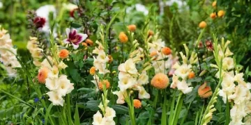 10 bulbos que se pueden plantar en otoño e invierno