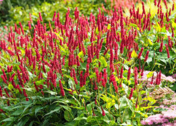 Persicaria amplexicaulis: la planta con flores rosadas, rojas o blancas que florece en otoño y verano