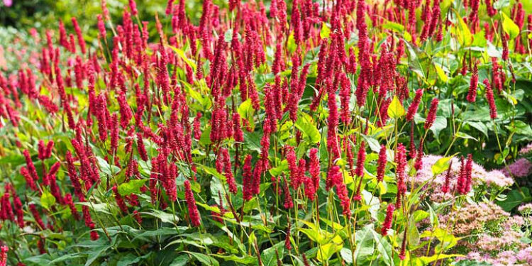 Persicaria amplexicaulis: la planta con flores rosadas, rojas o blancas que florece en otoño y verano