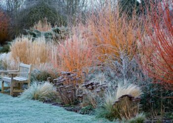4 reglas de oro para preparar tus plantas para el invierno