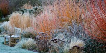 4 reglas de oro para preparar tus plantas para el invierno