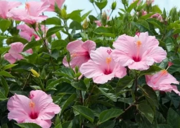 Rosa China (Hibiscus rosa-sinensis): la clásica planta para decorar jardines y veredas