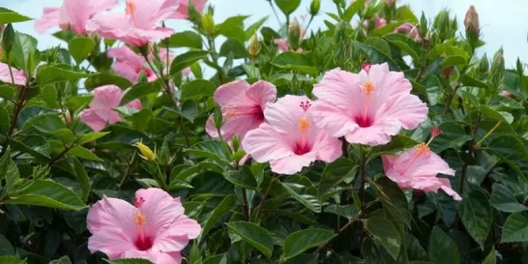 Rosa China (Hibiscus rosa-sinensis): la clásica planta para decorar jardines y veredas