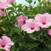 Rosa China (Hibiscus rosa-sinensis): la clásica planta para decorar jardines y veredas