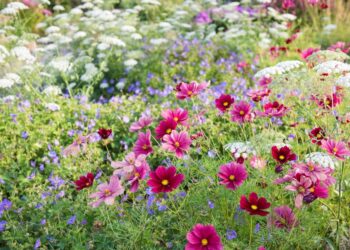 Cosmos (Cosmos bipinnatus): la planta ideal para llenar de flores y mariposas tu jardín