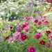 Cosmos (Cosmos bipinnatus): la planta ideal para llenar de flores y mariposas tu jardín