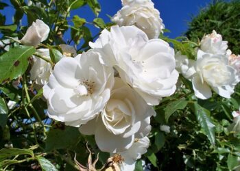 Rosa Icerberg: la flor delicada y perfumada de origen Alemán que podés cultivar fácilmente en tu jardín
