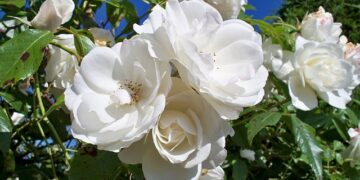 Rosa Icerberg: la flor delicada y perfumada de origen Alemán que podés cultivar fácilmente en tu jardín