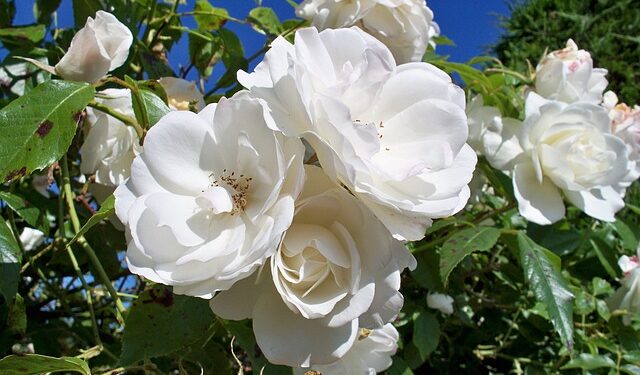 Rosa Icerberg: la flor delicada y perfumada de origen Alemán que podés cultivar fácilmente en tu jardín