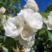 Rosa Icerberg: la flor delicada y perfumada de origen Alemán que podés cultivar fácilmente en tu jardín