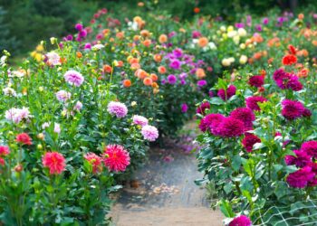 Dalias: todo sobre la flor más “glamurosa” y versátil