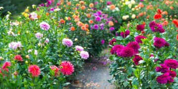 Dalias: todo sobre la flor más “glamurosa” y versátil