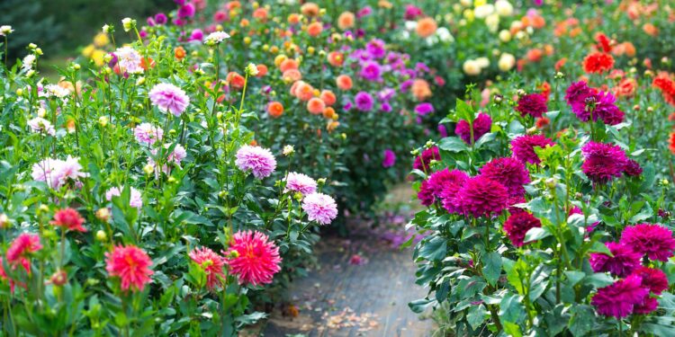 Dalias: todo sobre la flor más “glamurosa” y versátil