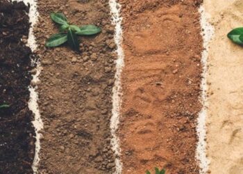 Tomá nota: 4 tipos de suelo del jardín y sus características principales
