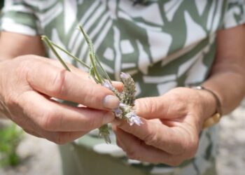 Poda, esquejes y canastita de lavandas, por Itasflowers (video)