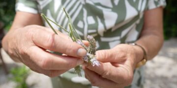 Poda, esquejes y canastita de lavandas, por Itasflowers (video)