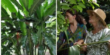 En video: cómo podar las alpinias (by Itasflowers)