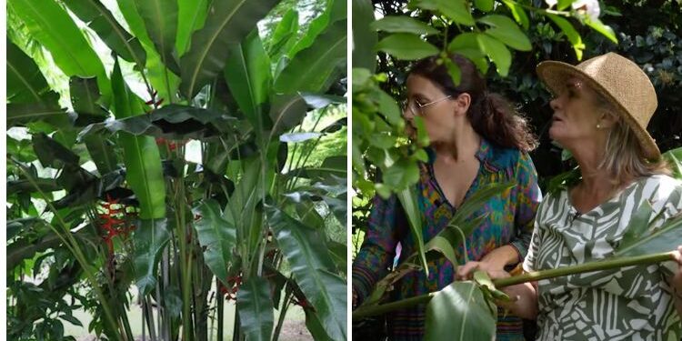 En video: cómo podar las alpinias (by Itasflowers)