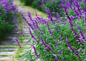 En video: cómo reproducir una Salvia por gajos