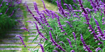 En video: cómo reproducir una Salvia por gajos