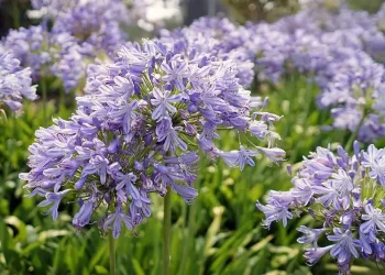 5 plantas ideales para El Tigre que recomienda la paisajista Valeria Lennon