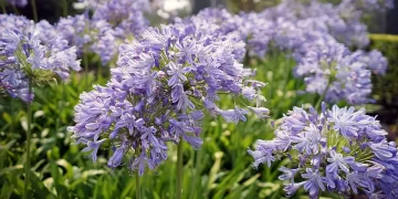 5 plantas ideales para El Tigre que recomienda la paisajista Valeria Lennon