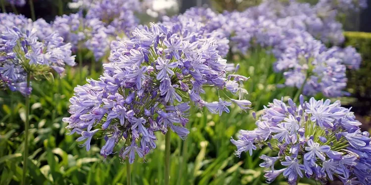 5 plantas ideales para El Tigre que recomienda la paisajista Valeria Lennon