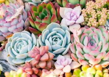 5 plantas suculentas ideales para principiantes