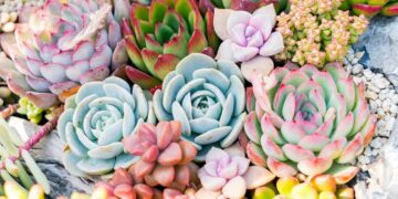 5 plantas suculentas ideales para principiantes